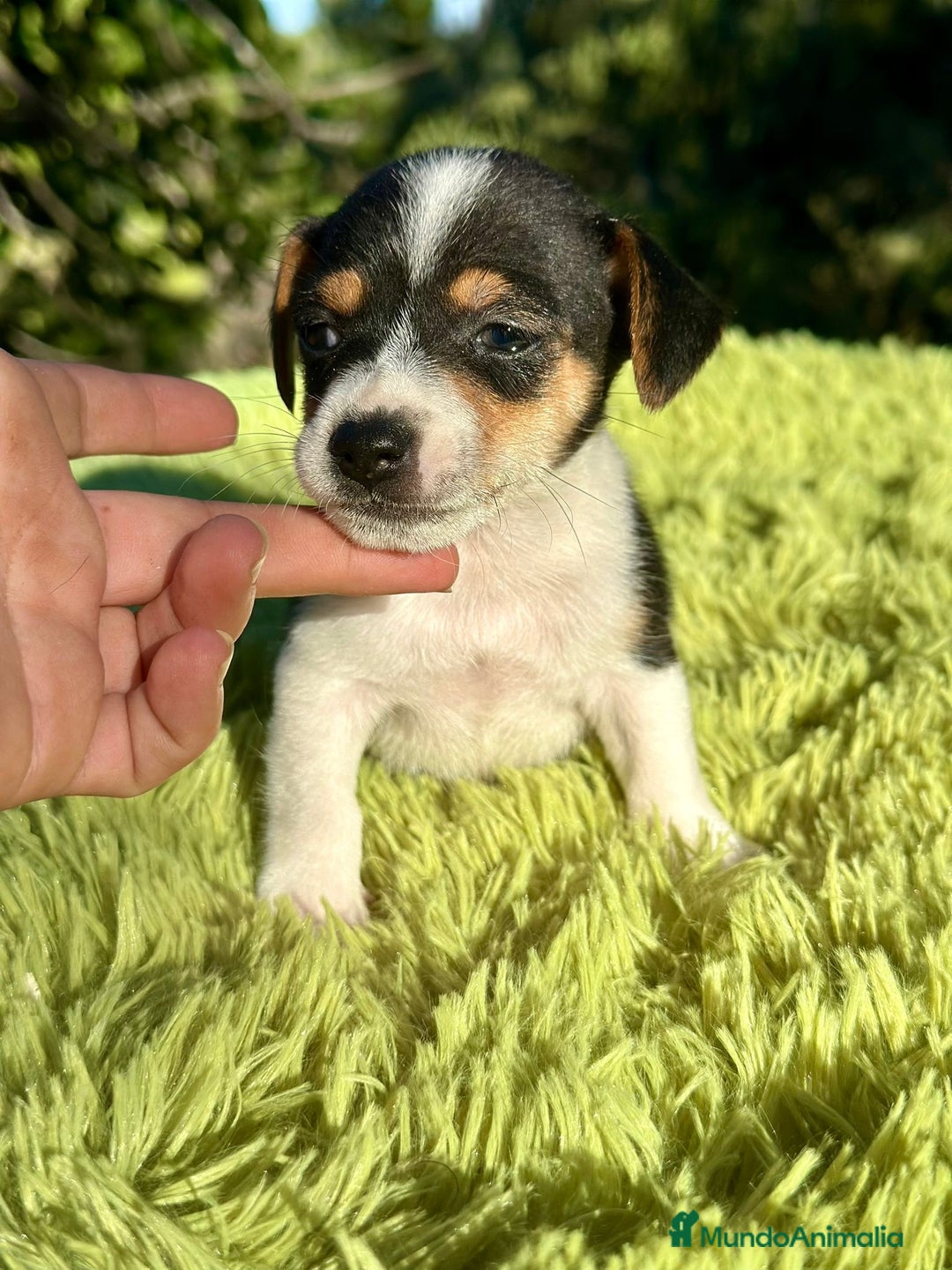 Jack Russell Terrier perros en venta: Jack Russell pata corta  - Imagen 4