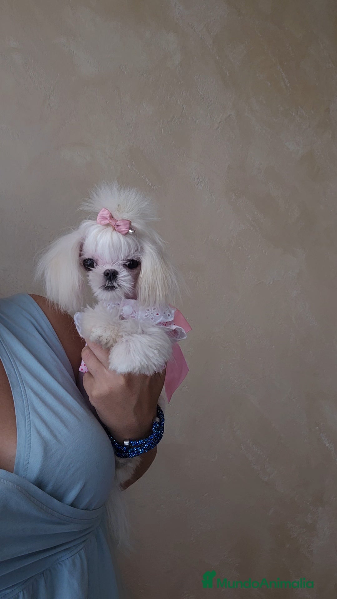 Bichón Maltés perros en venta: Mini teacup Maltese Asiático Coreano puro  - Imagen 3