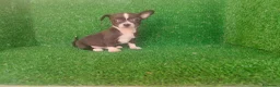 Chihuahua perros en venta: Chihuahua  - Anuncio 9