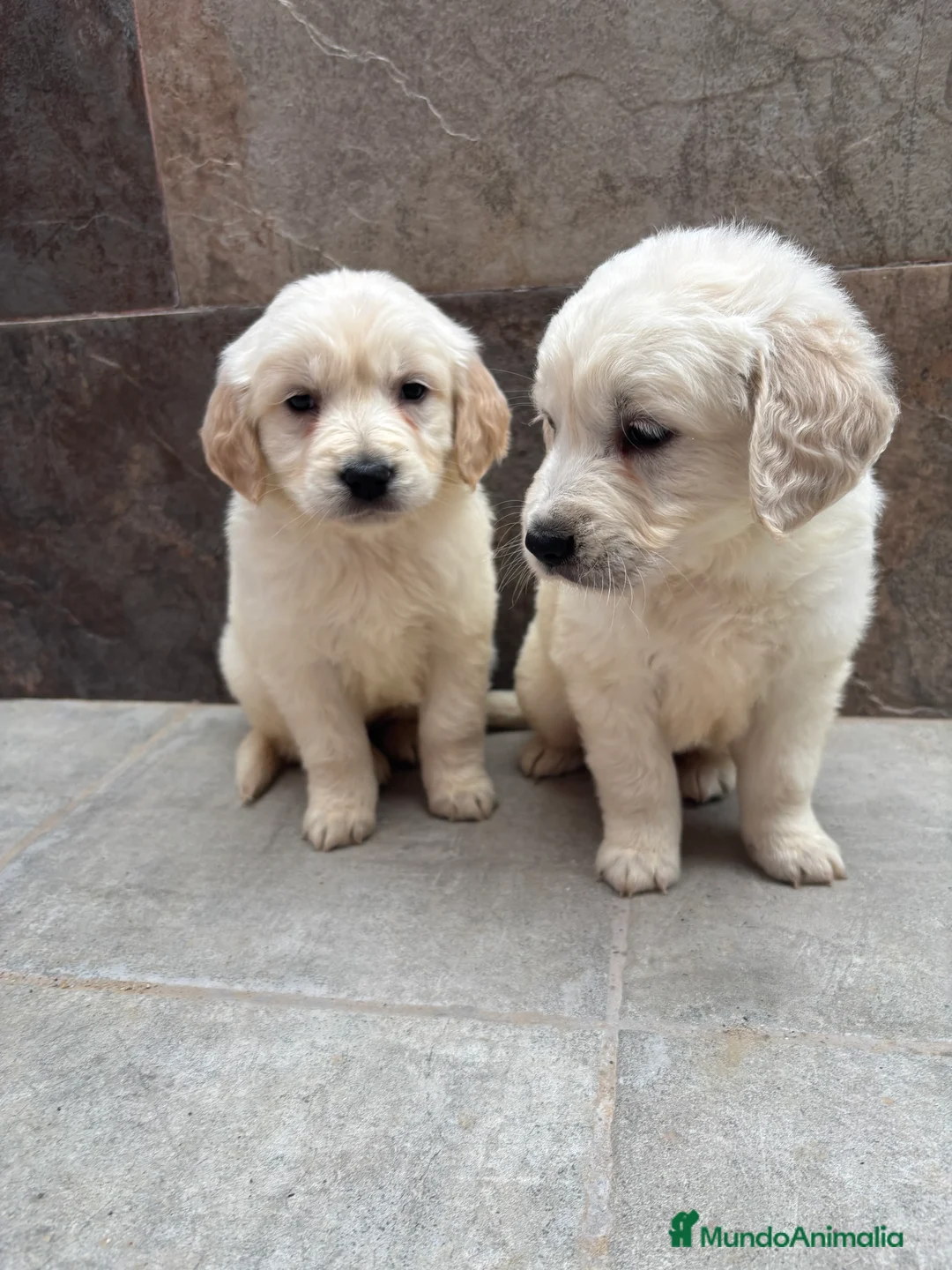 Golden Retriever perros en venta: Últimos machos disponibles pare entregar!! en Murcia - Anuncio 3