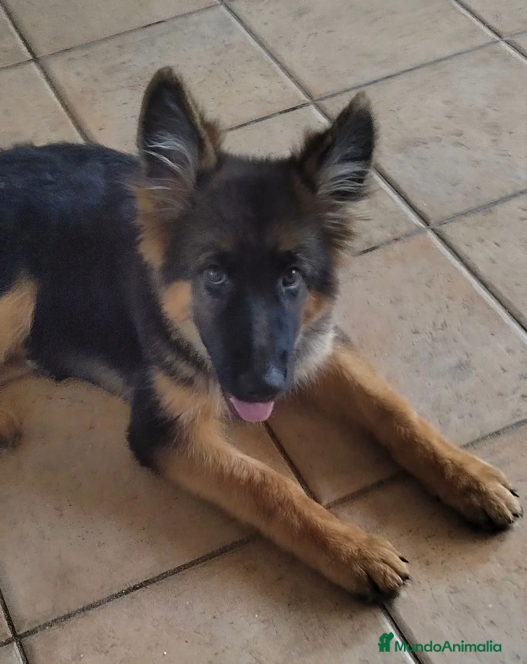 Pastor Alemán perros en venta: Último Cach0rro de Pastor Alemán  - Anuncio 1