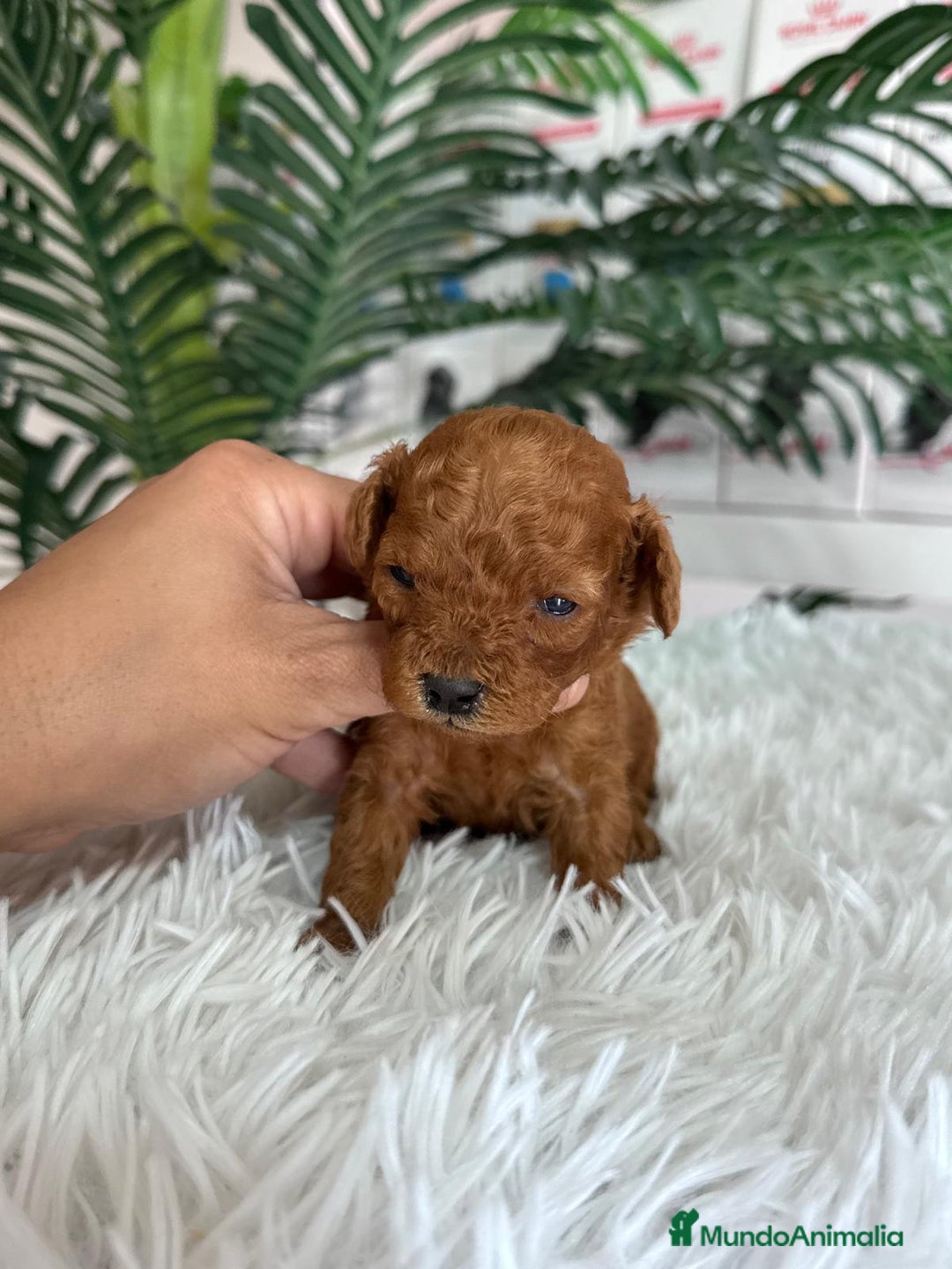 Caniche Toy perros en venta: CANICHE TOY ROJO - Anuncio 5