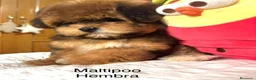 Maltipoo perros en venta: Maltipoo Hembra tonalidades (chocolate) - Anuncio 4