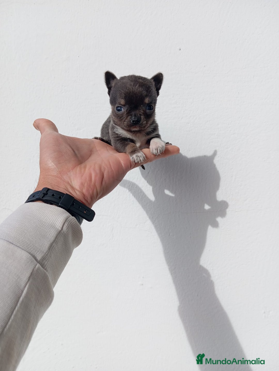 Chihuahua perros en venta: IMPRESIONANTE  CHIHUAHUA   LINEA  TOY  - Anuncio 26