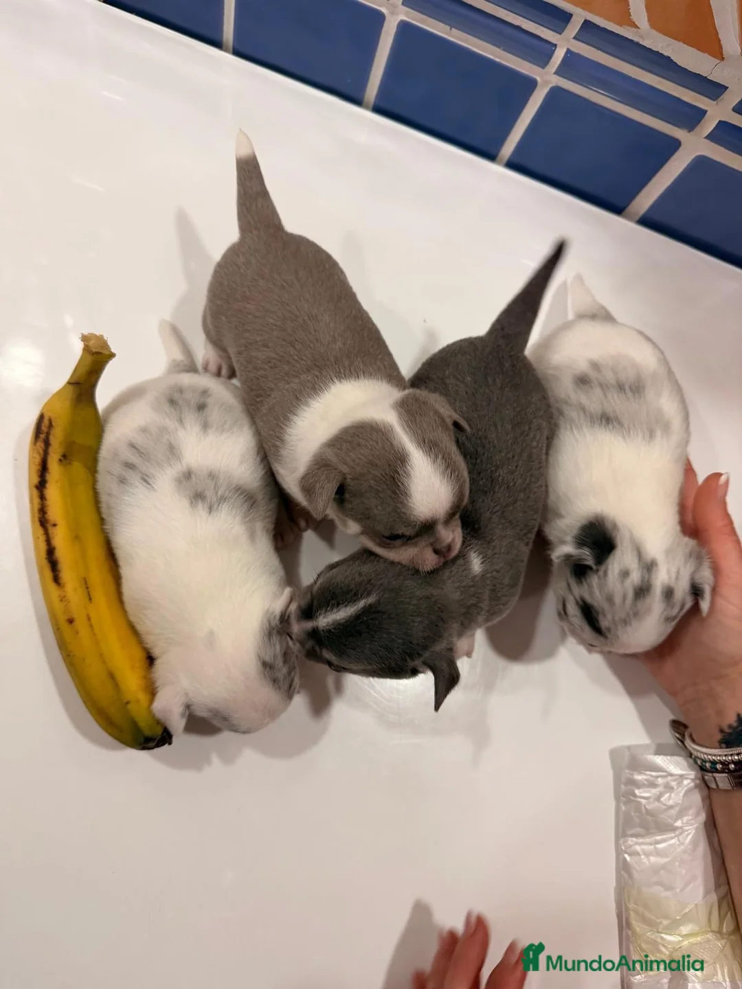 Chihuahua perros en venta: CHIHUAHUAS - Anuncio 2