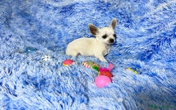 Chihuahua perros en venta: chihuahua hembra  - Imagen 4