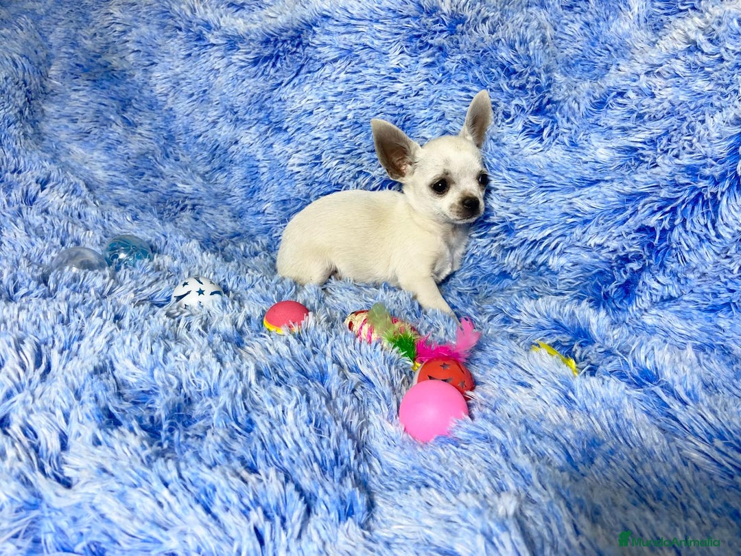 Chihuahua perros en venta: chihuahua hembra  - Imagen 4