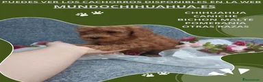 Caniche Toy Cachorro 4