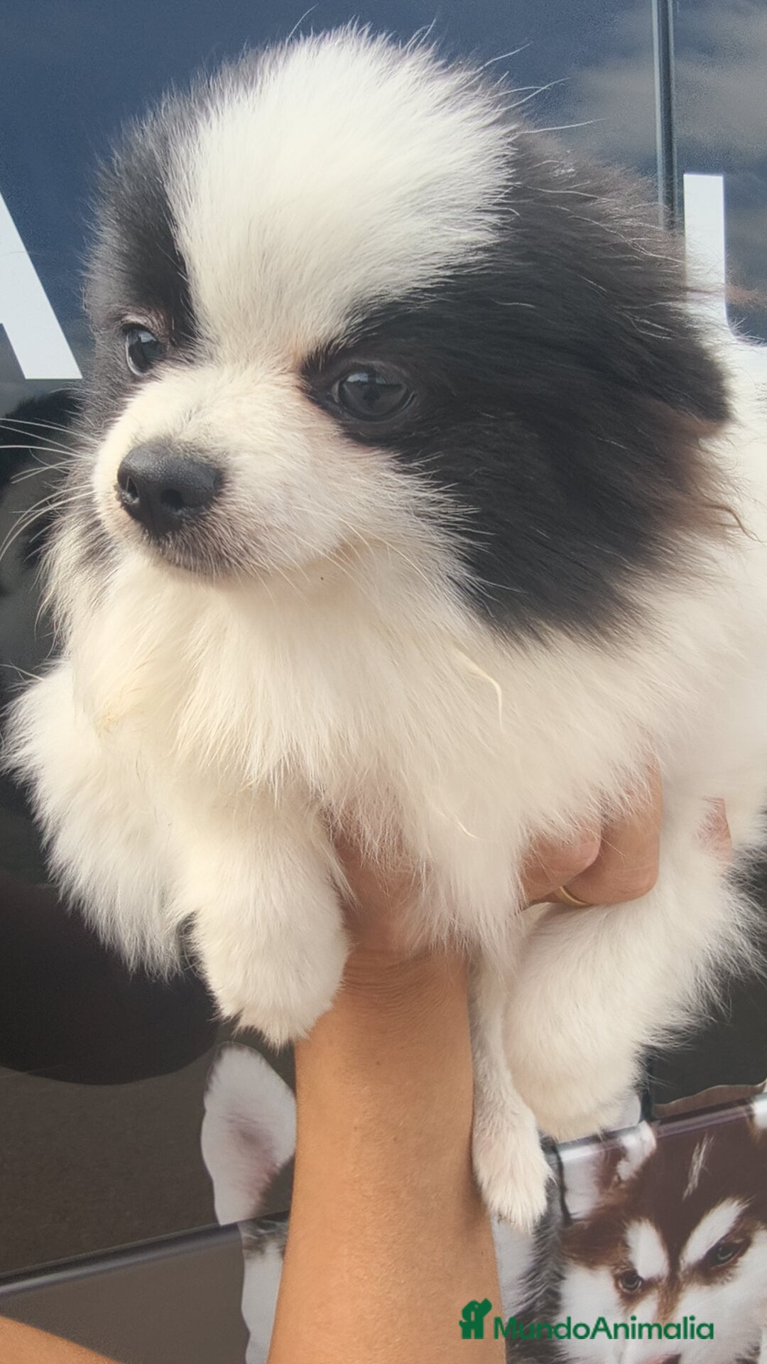 Pomerania perros en venta: Lulú Pomerania oportunidad! Macho - Imagen 4