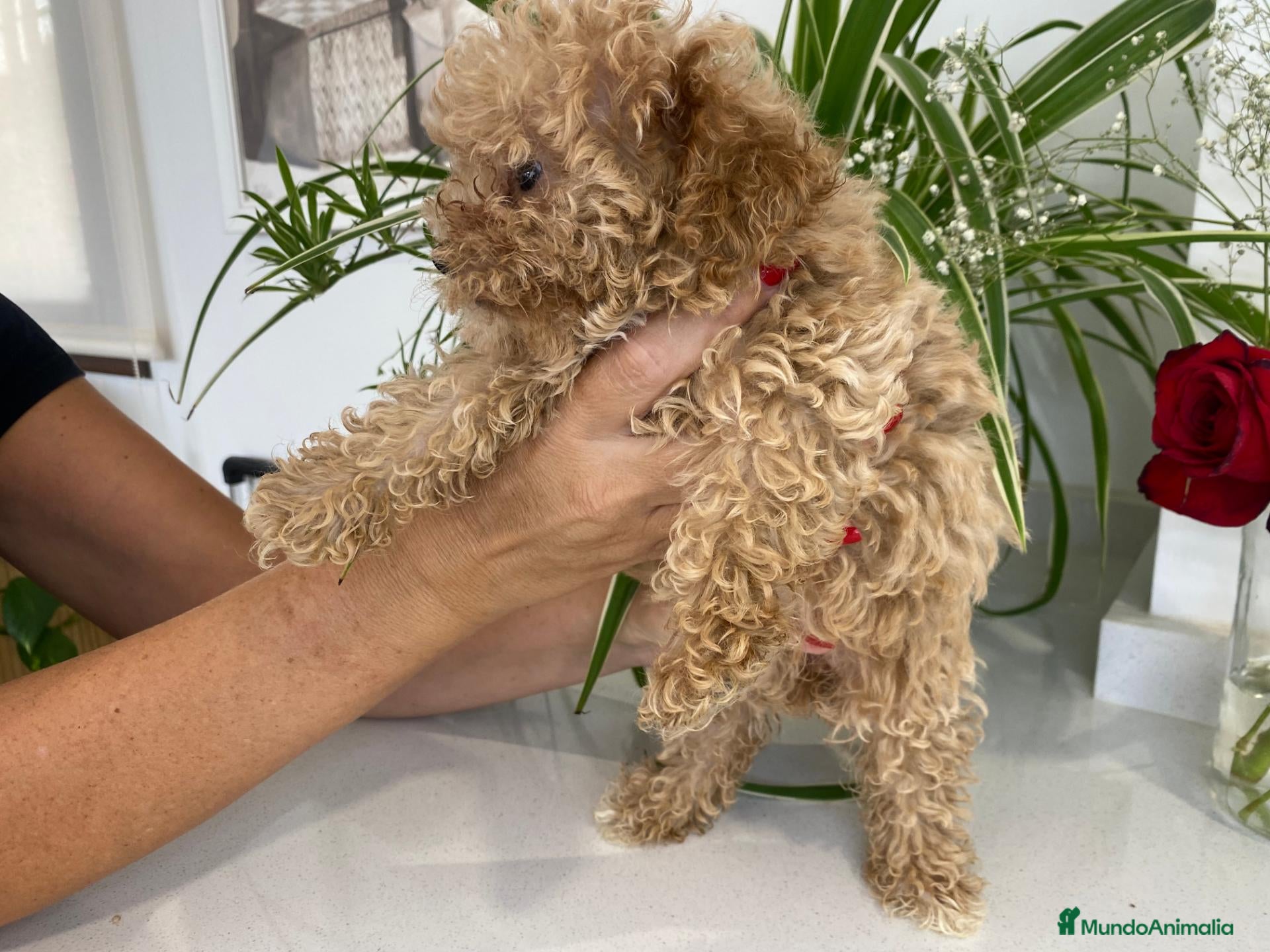 Caniche Toy perros Caniche Toy - Anuncio 1