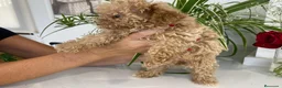 Caniche Toy perros en venta: Caniche Toy - Anuncio 1