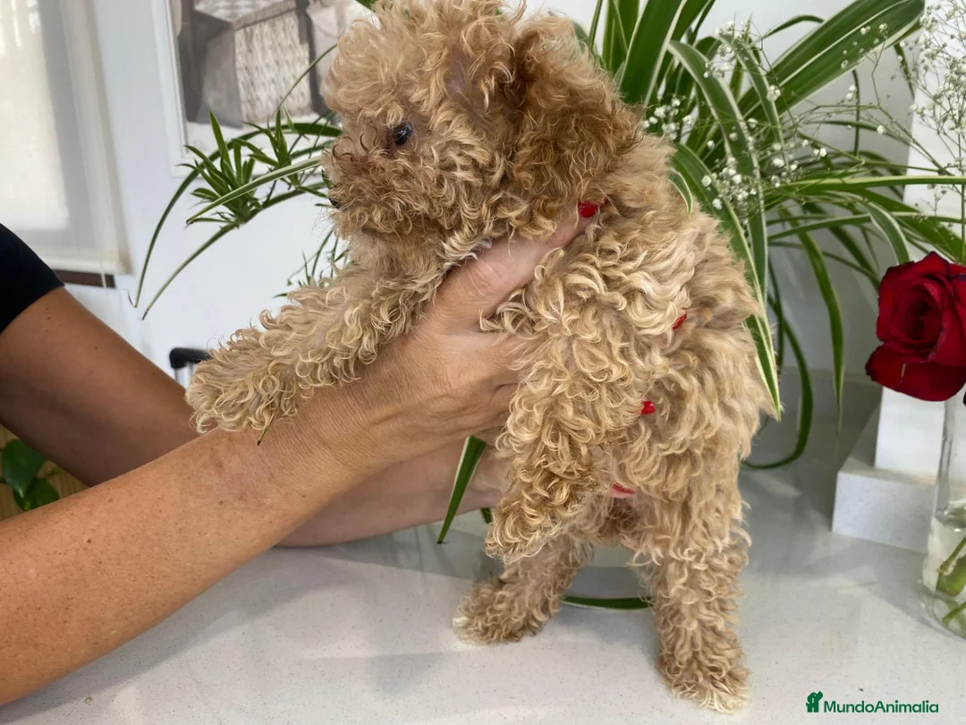 Caniche Toy perros en venta: Caniche Toy - Anuncio 1