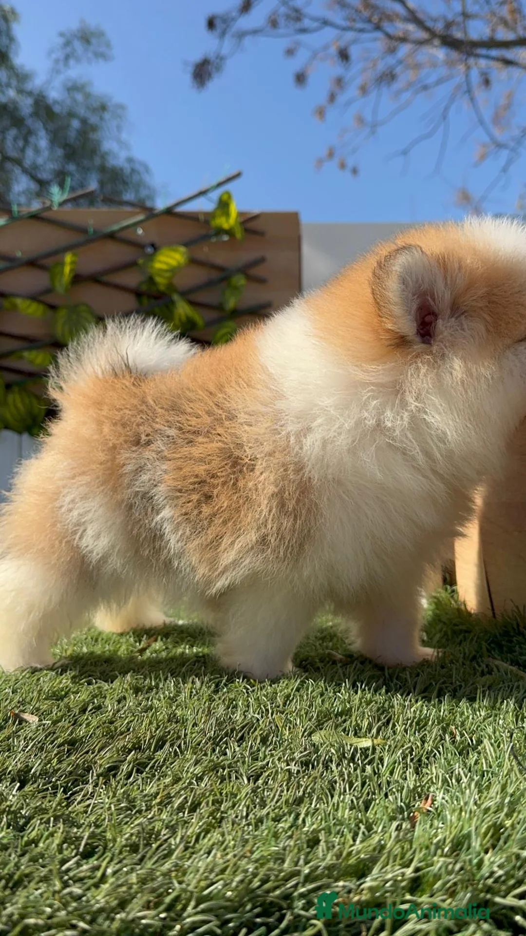 Pomerania perros en venta: POMERANIA - Anuncio 6