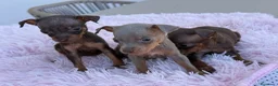 Pinscher Miniatura perros en venta: Mini pincher chocolates e Isabella  - Anuncio 6