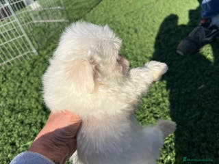 Bichón Maltés perros Bichon maltes - Anuncio 1