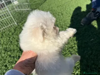 Bichón Maltés perros Bichon maltes - Anuncio 15
