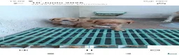 Cavapoo perros en venta: Cachorros de Cavapoo - Anuncio 5