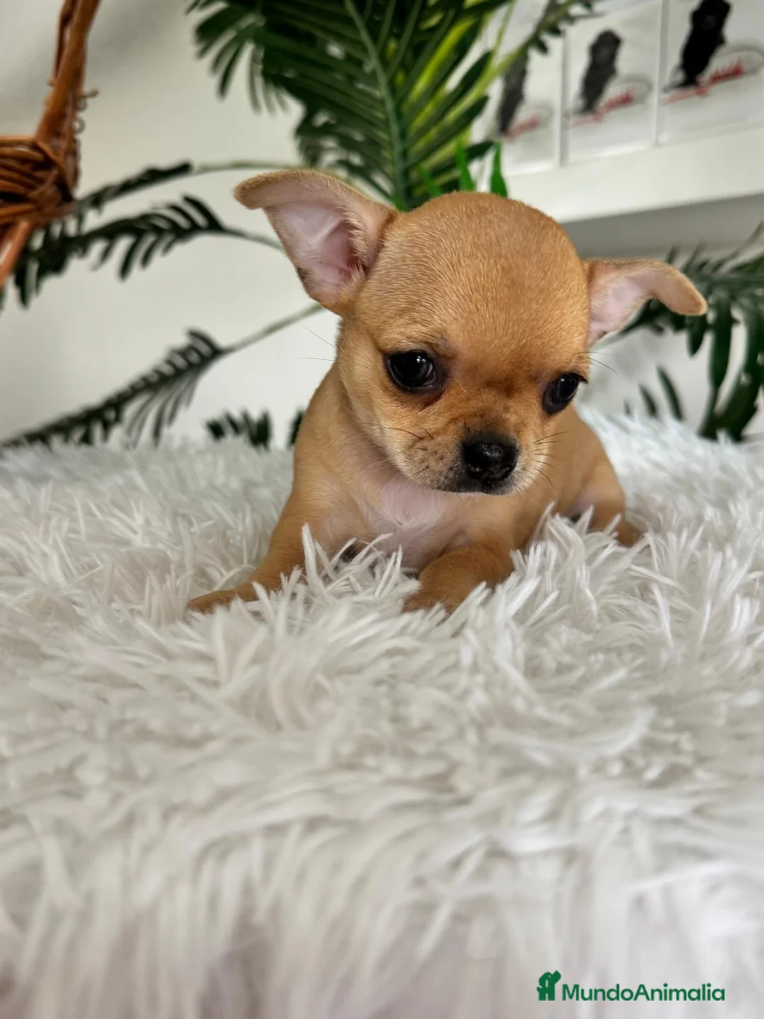 Chihuahua perros en venta: CHIHUAHUA HEMBRA - Anuncio 2