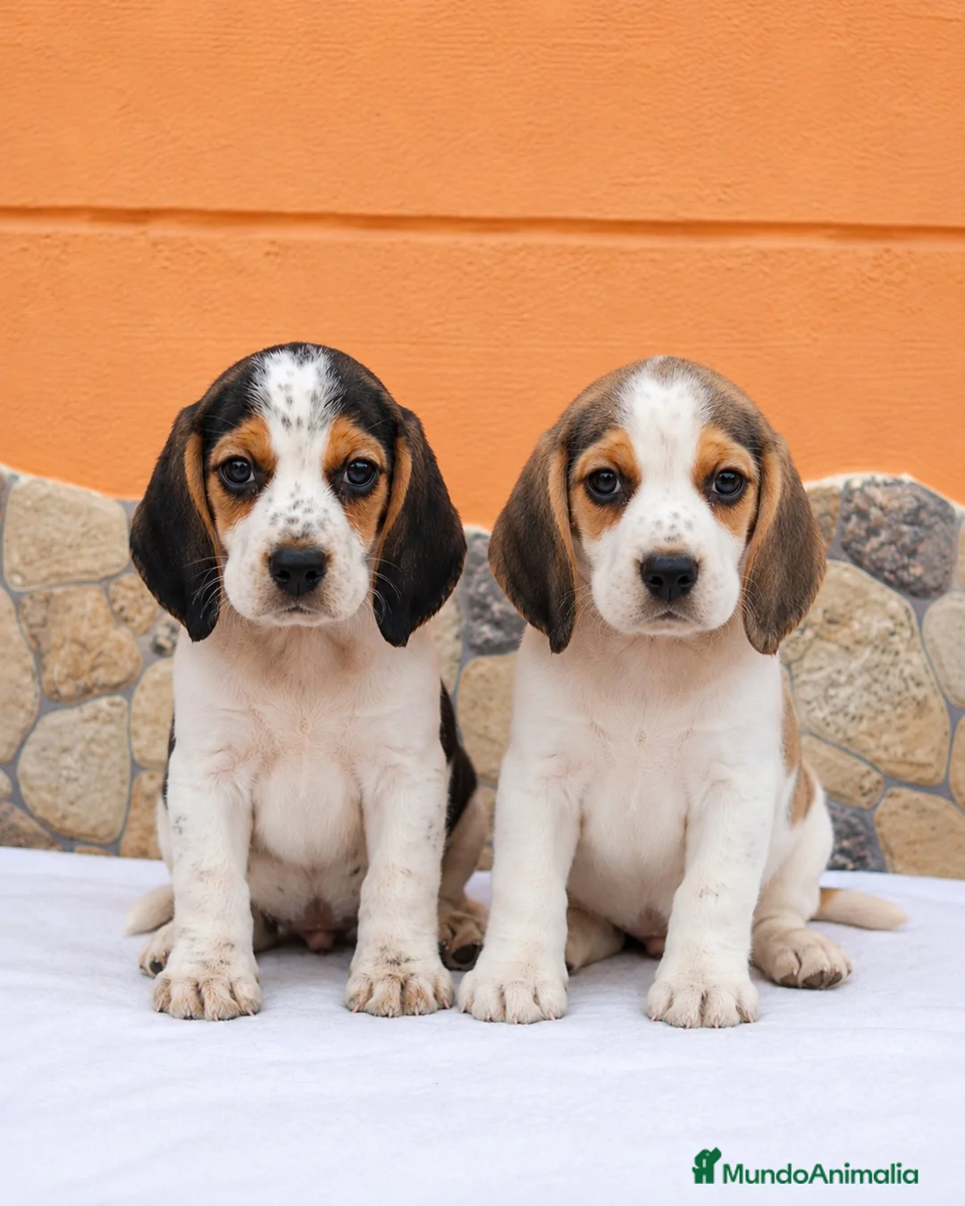 Beagle perros en venta: Beagle disponibles🐶🐾 - Anuncio 1