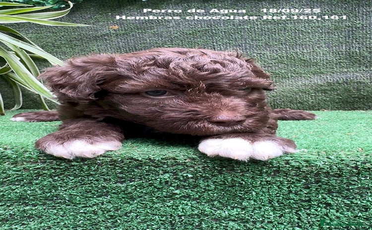 Perro de Agua Español perros Perro de Agua Español hembra - Anuncio 1