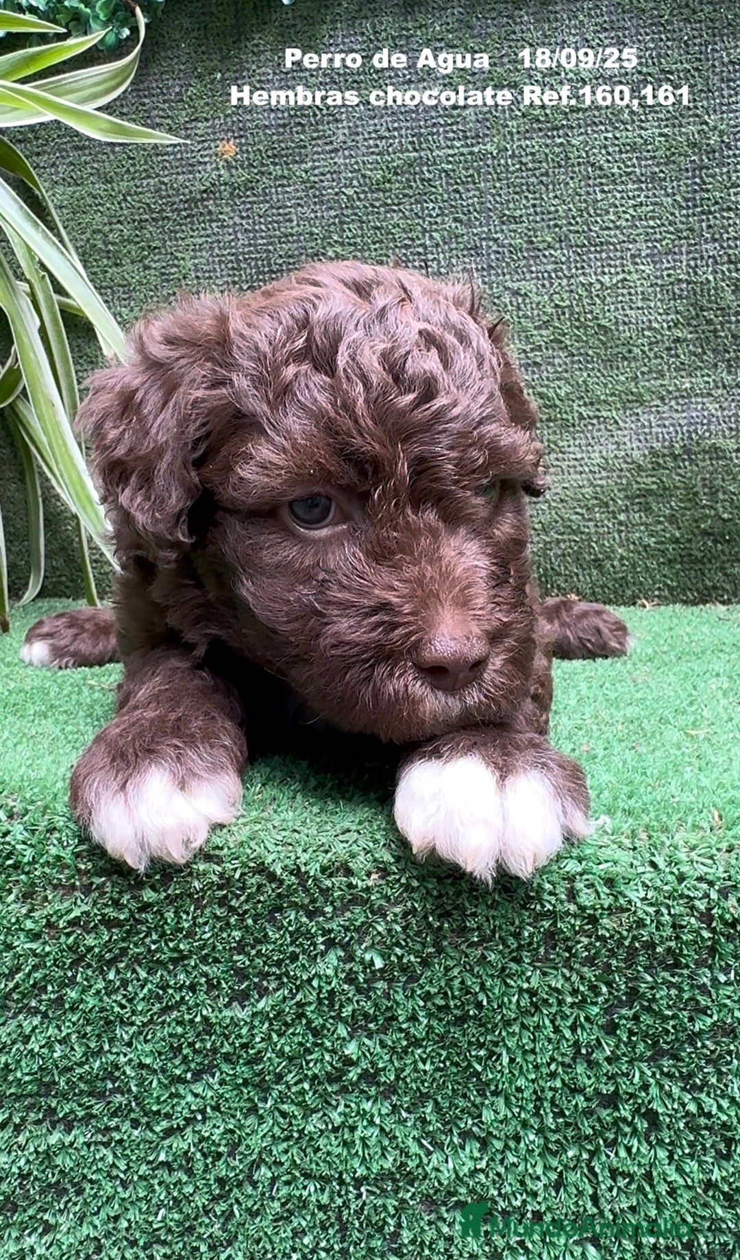 Perro de Agua Español perros en venta: Perro de Agua Español hembra - Anuncio 1