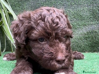 Perro de Agua Español perros Perro de Agua Español hembra - Anuncio 1