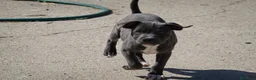 Staffordshire Bull Terrier perros en venta: Staffordshire Bull Terrier Blue - Anuncio 3
