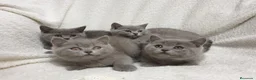 Británico de Pelo Corto gatos en venta: British shorthair pelo corto - Anuncio 1