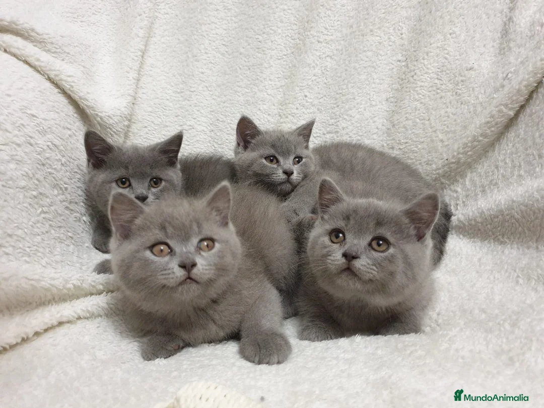 Británico de Pelo Corto gatos en venta: British shorthair pelo corto - Anuncio 1