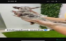Chihuahua perros en venta: Chihuahua macho merle - Imagen 3