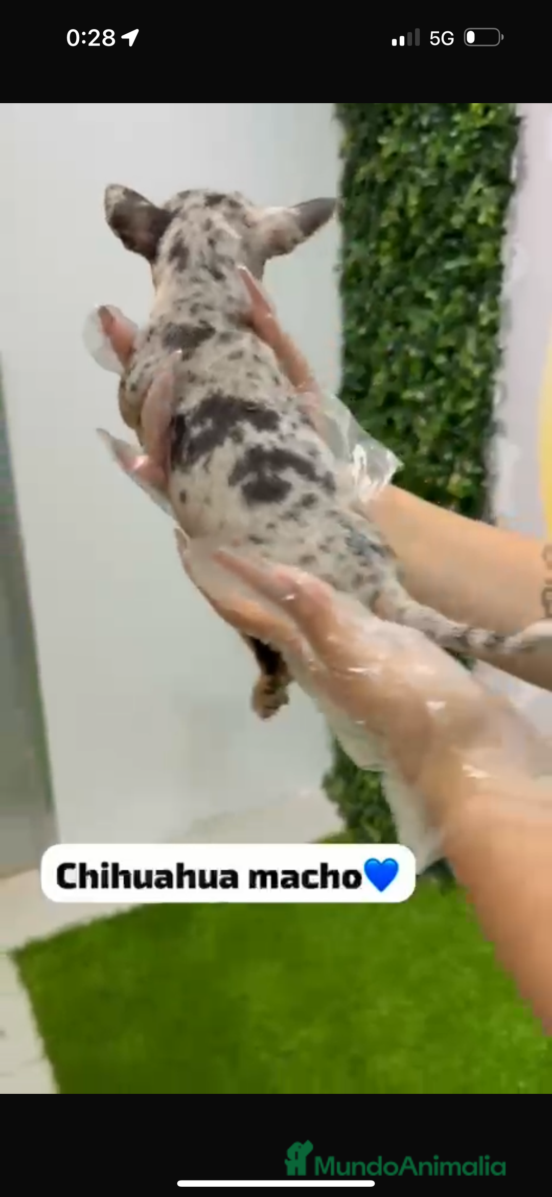 Chihuahua perros en venta: Chihuahua macho merle - Imagen 3