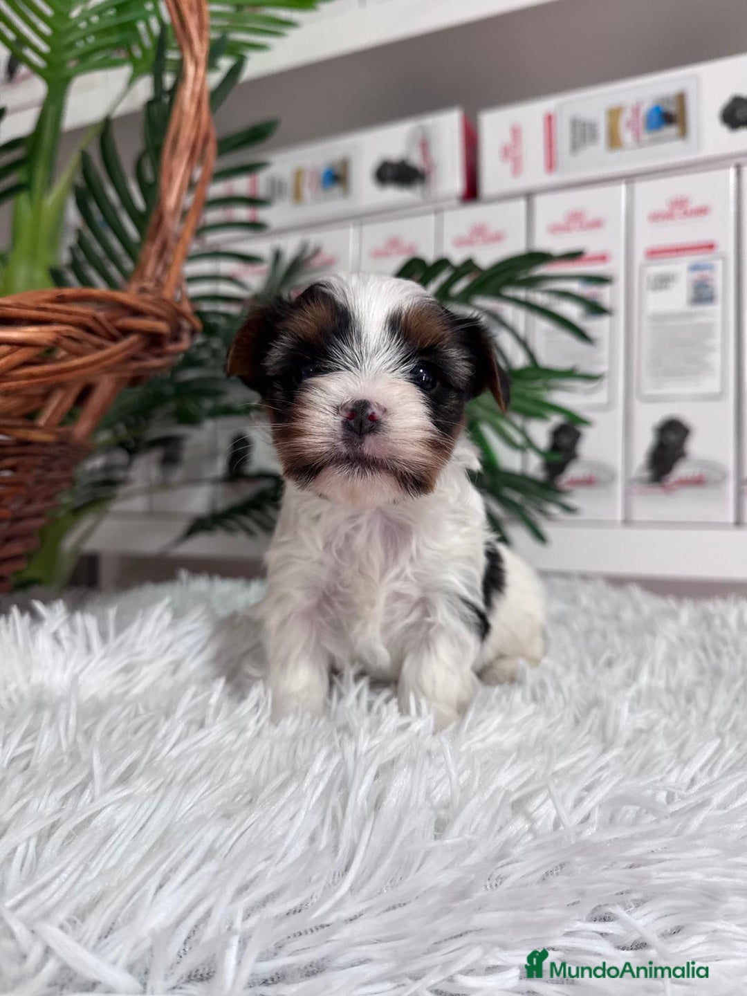 Yorkshire Terrier perros en venta: YORKSHIRE BIEWER - Anuncio 9