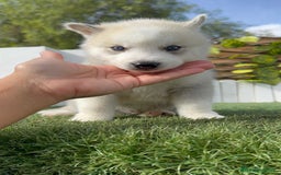 Husky Siberiano perros en venta: HUSKY - Imagen 8