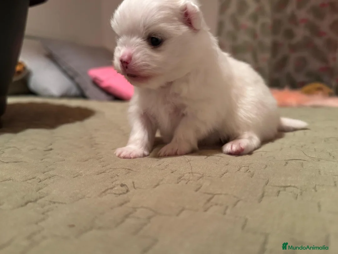 Pomchi perros en venta: Pomchi bebés disponibles - Anuncio 3