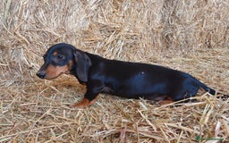 Teckel perros en venta: TECKEL CALIDAD Y SELECCIÓN  - Imagen 1