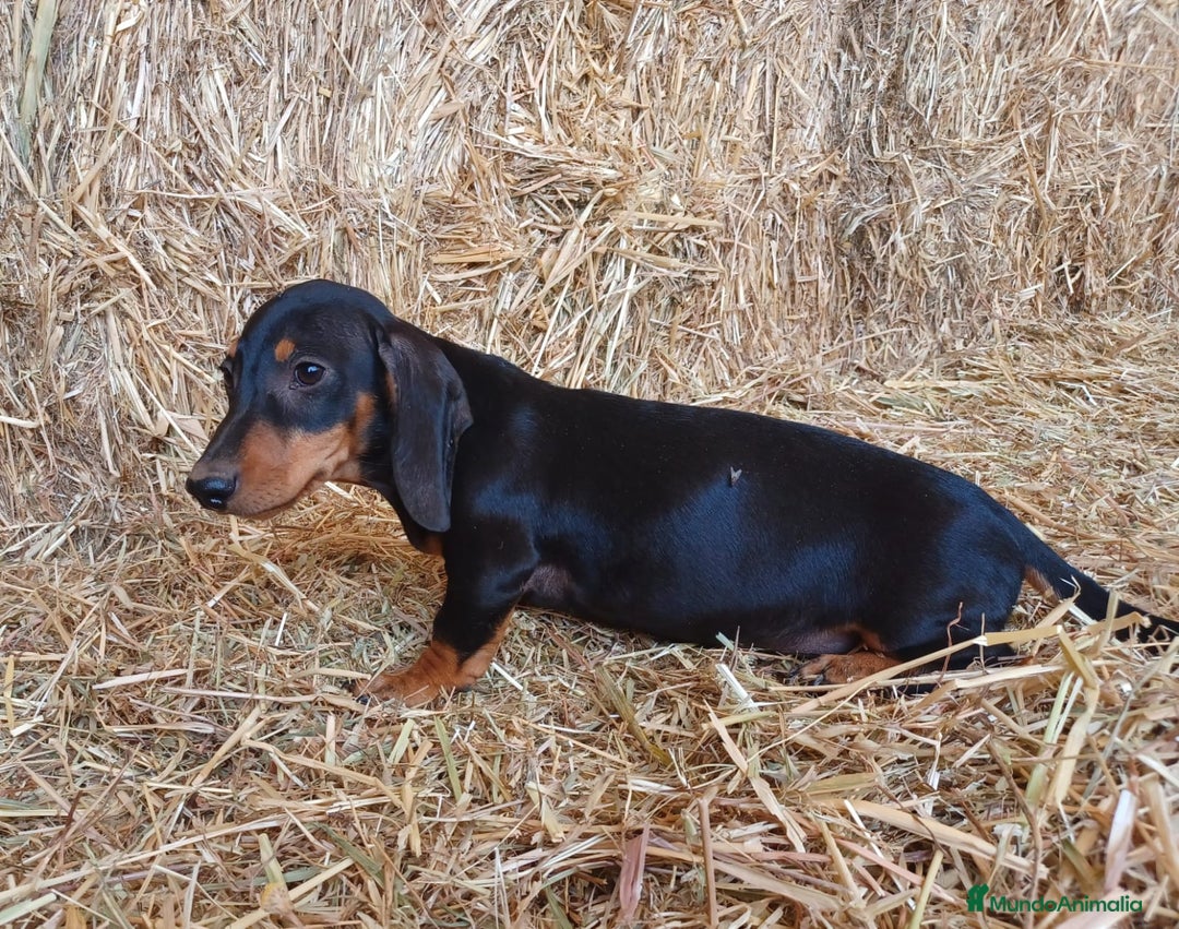 Teckel perros en venta: TECKEL CALIDAD Y SELECCIÓN  - Imagen 1