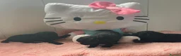 Caniche Toy perros en venta: Caniches toy - Anuncio 2