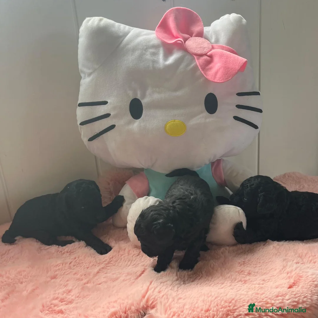Caniche Toy perros en venta: Caniches toy - Anuncio 2