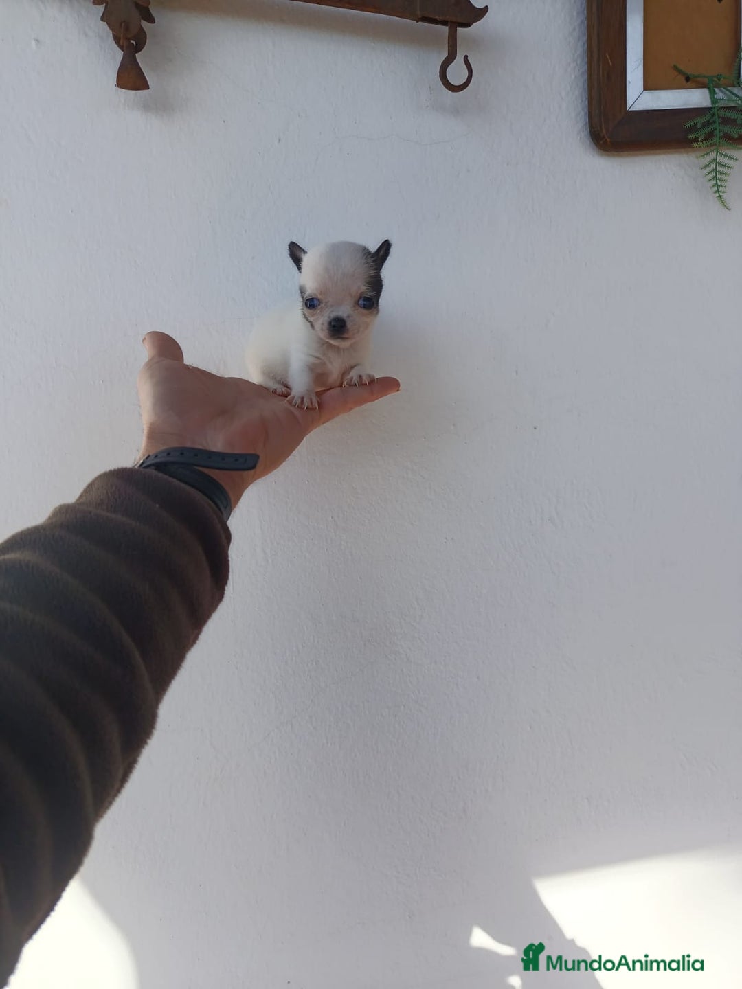 Chihuahua perros en venta: IMPRESIONANTE  CHIHUAHUA   LINEA  TOY - Anuncio 13