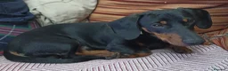 Teckel Miniatura perros en venta: Teckel macho negro fuego adulto – excelente línea - Anuncio 5