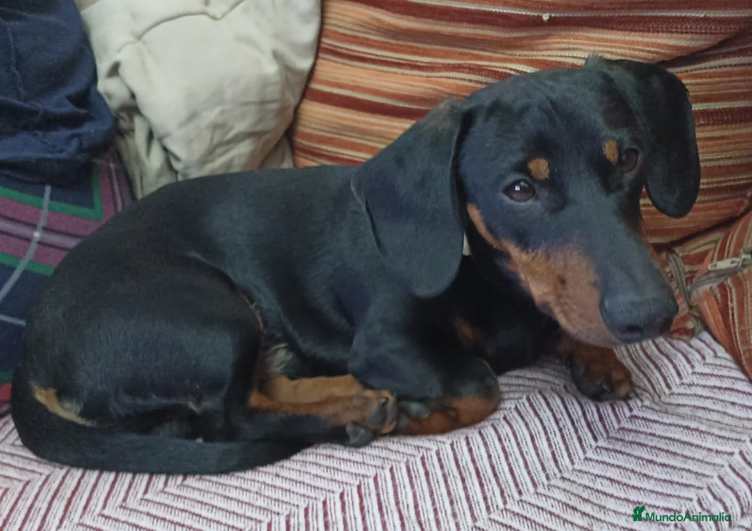Teckel Miniatura perros en venta: Teckel macho negro fuego adulto – excelente línea - Anuncio 5