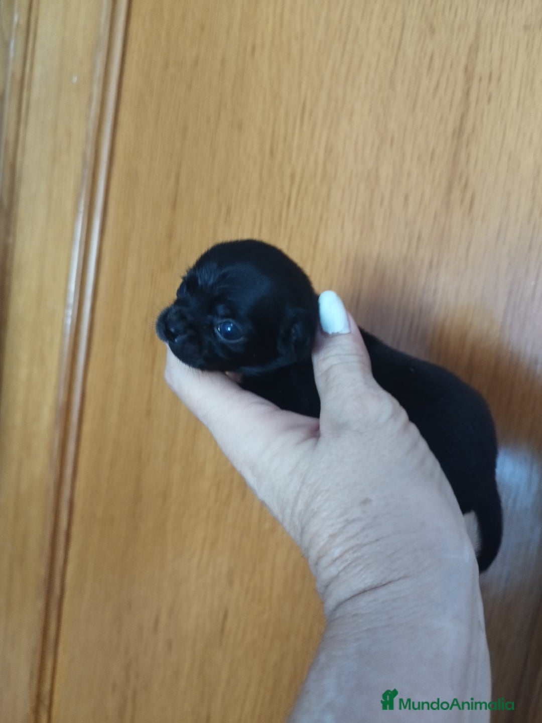 Chihuahua perros en venta: Chihuahua hembra micro toy  - Imagen 3