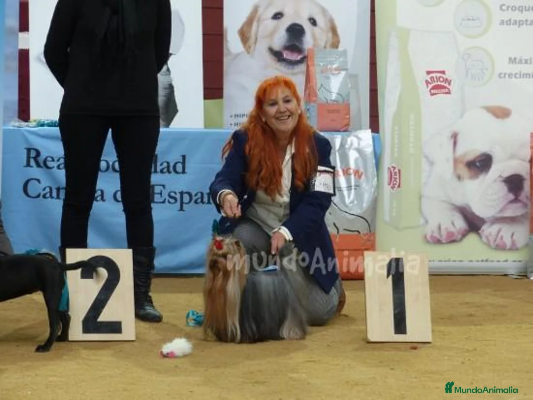 Imagen de galería {{count}}