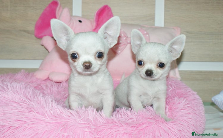 Chihuahua perros - Anuncio 5