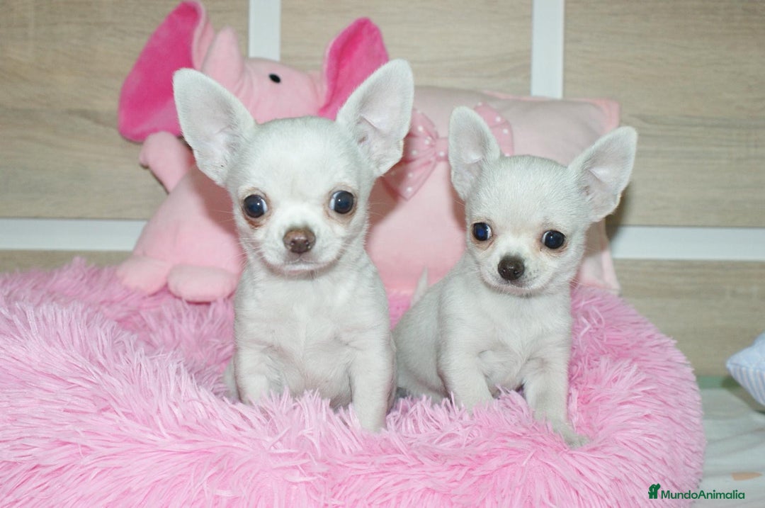 Chihuahua perros en venta: CHIHUAHUAS  - Imagen 1