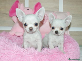 Chihuahua perros - Anuncio 5