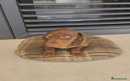 Teckel perros en venta: Macho chocolate kaninchen  - Imagen 1