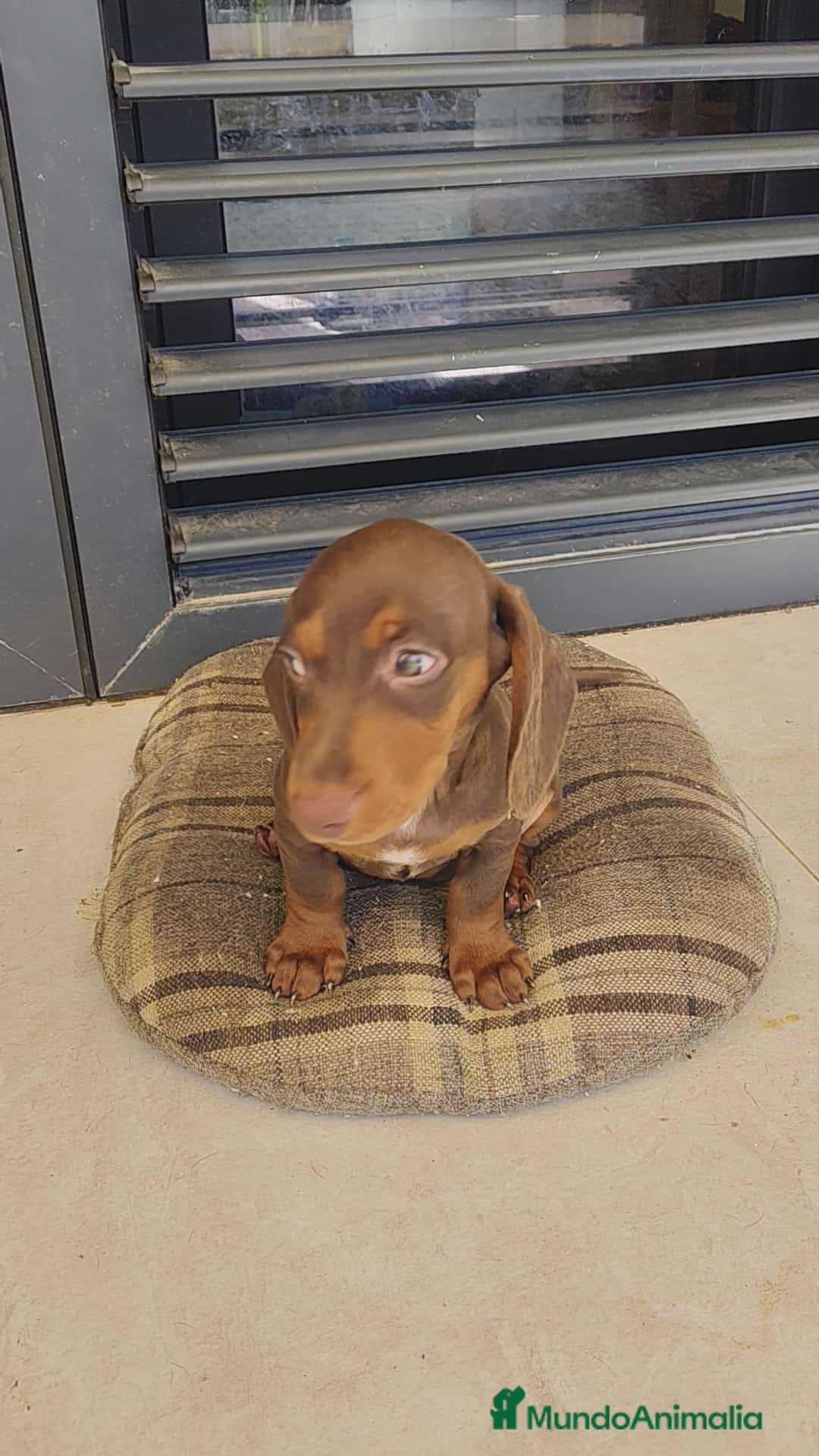 Teckel perros en venta: Macho chocolate kaninchen  - Imagen 1