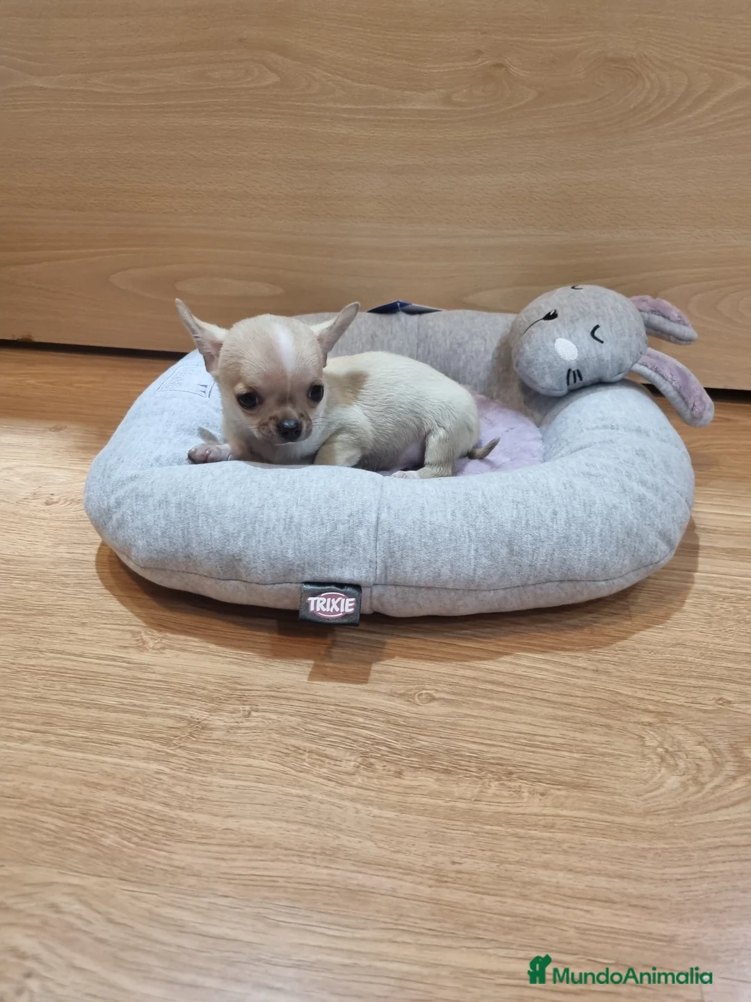 Chihuahua perros en venta: Chihuahuas  en Barcelona - Anuncio 3