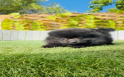 Pomerania perros en venta: POMERANIA HEMBRA - Imagen 9